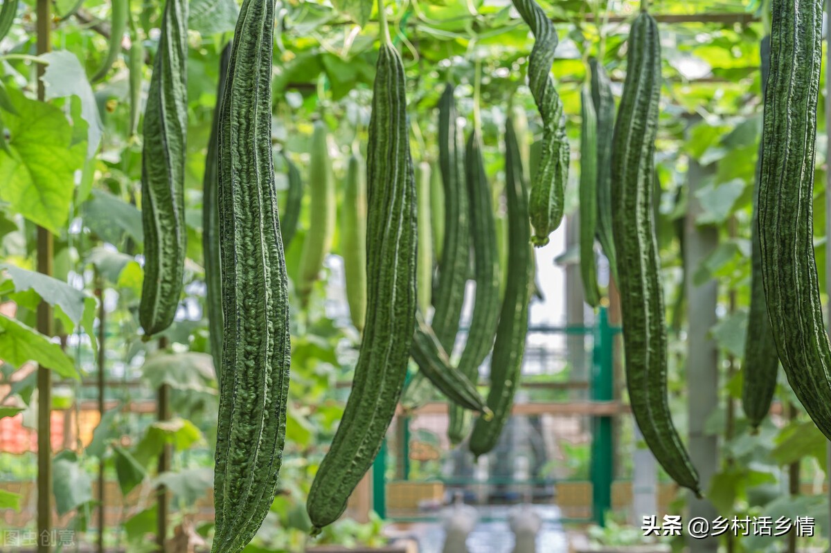 不打农药不施肥的蔬菜怎么种植,四种蔬菜浇水方法