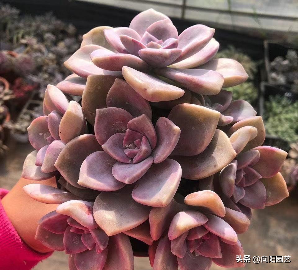 十大养不死易活的多肉品种,好养不死容易爆盆的多肉