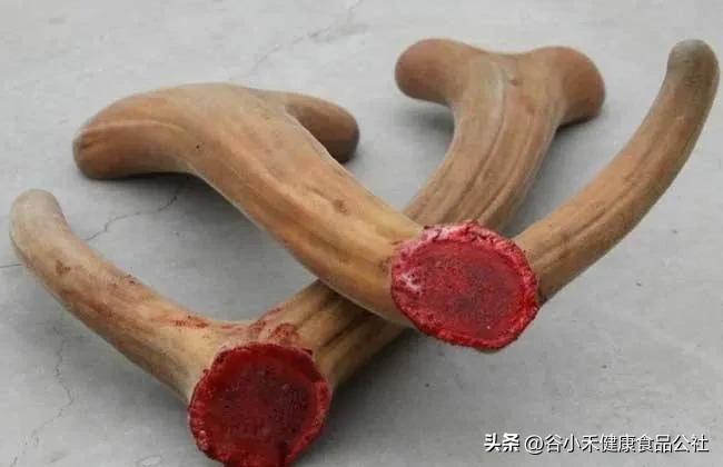 怎么挑选新鲜梅花鹿茸,梅花鹿鲜鹿茸怎么挑选和保存