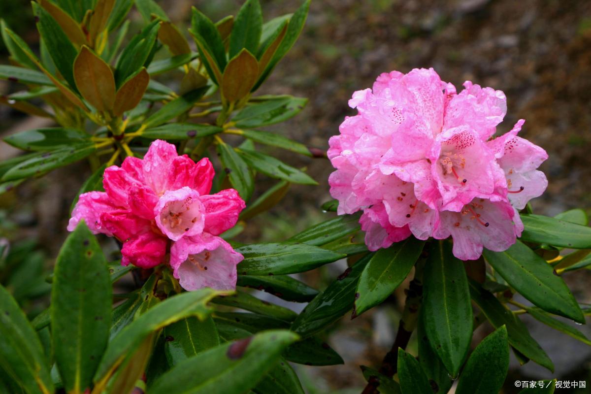 猫咪不能接触什么花草,对猫咪无害的花草