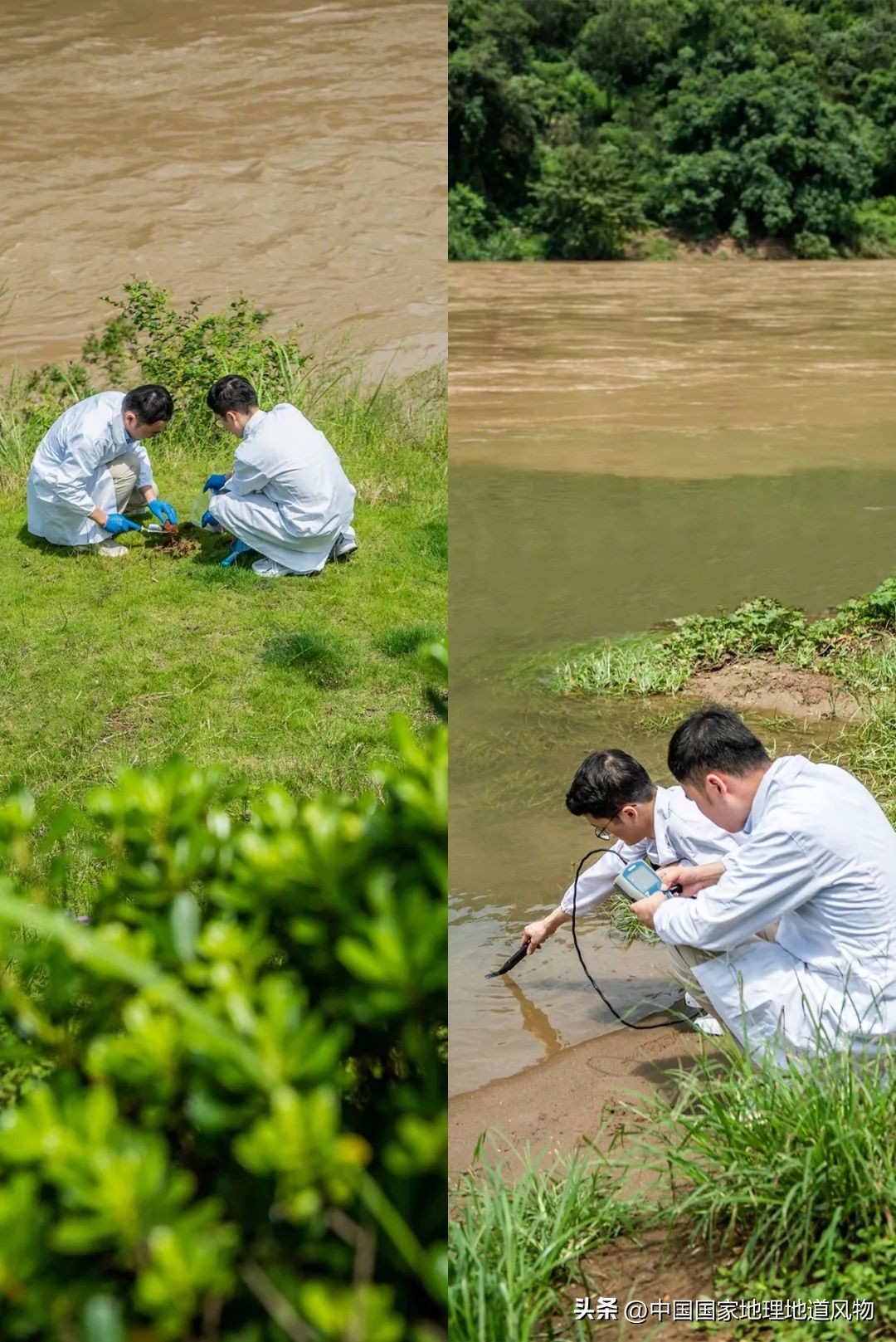 茅台酒的味道是香精调出来的吗,茅台酒的酱香是什么酱