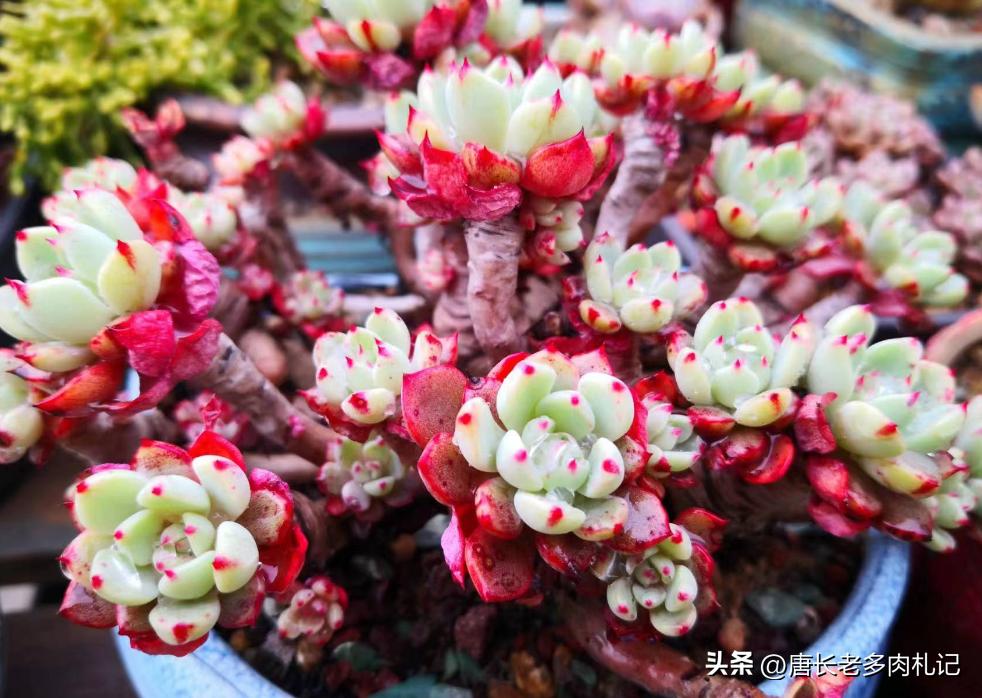 多肉娜娜小勾好出状态吗,多肉娜娜小勾皮实吗