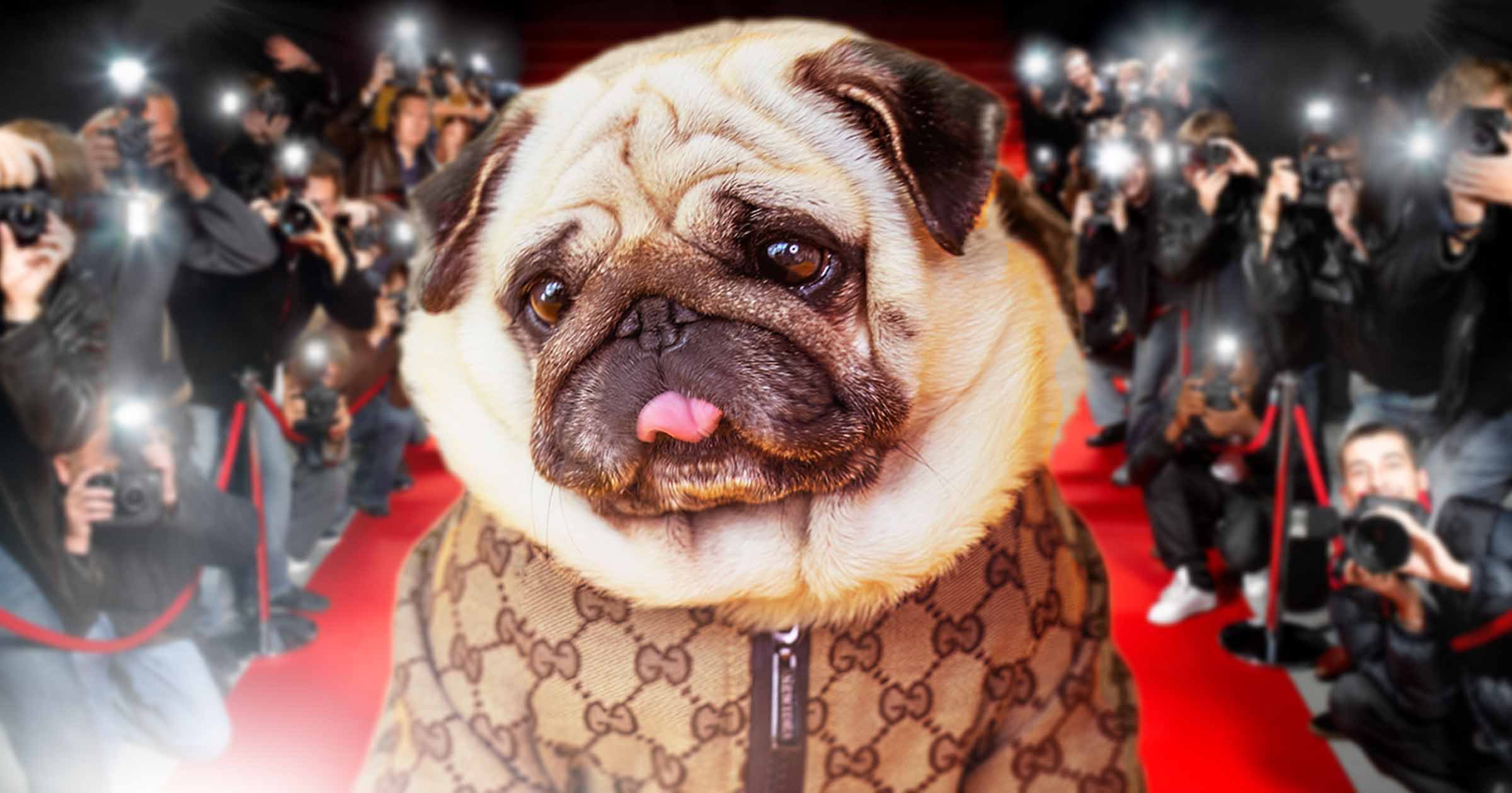 英国最受欢迎的宠物狗,英国最受欢迎的十大名犬