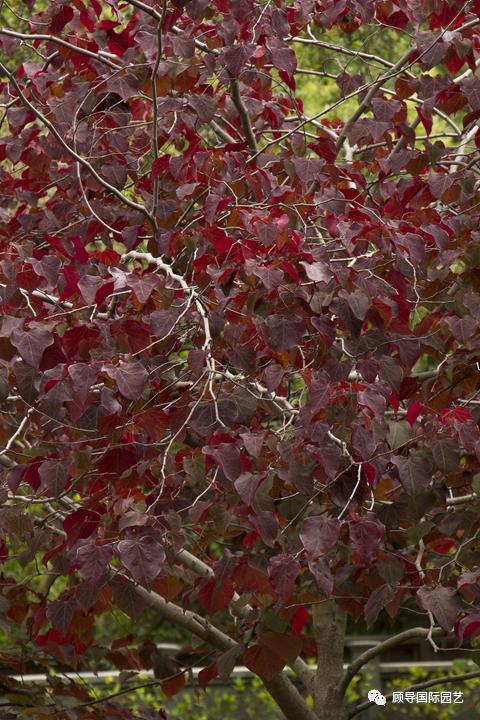 南方人爱不够的紫荆花，北方人懵了：“这哪儿是紫荆花啊？”