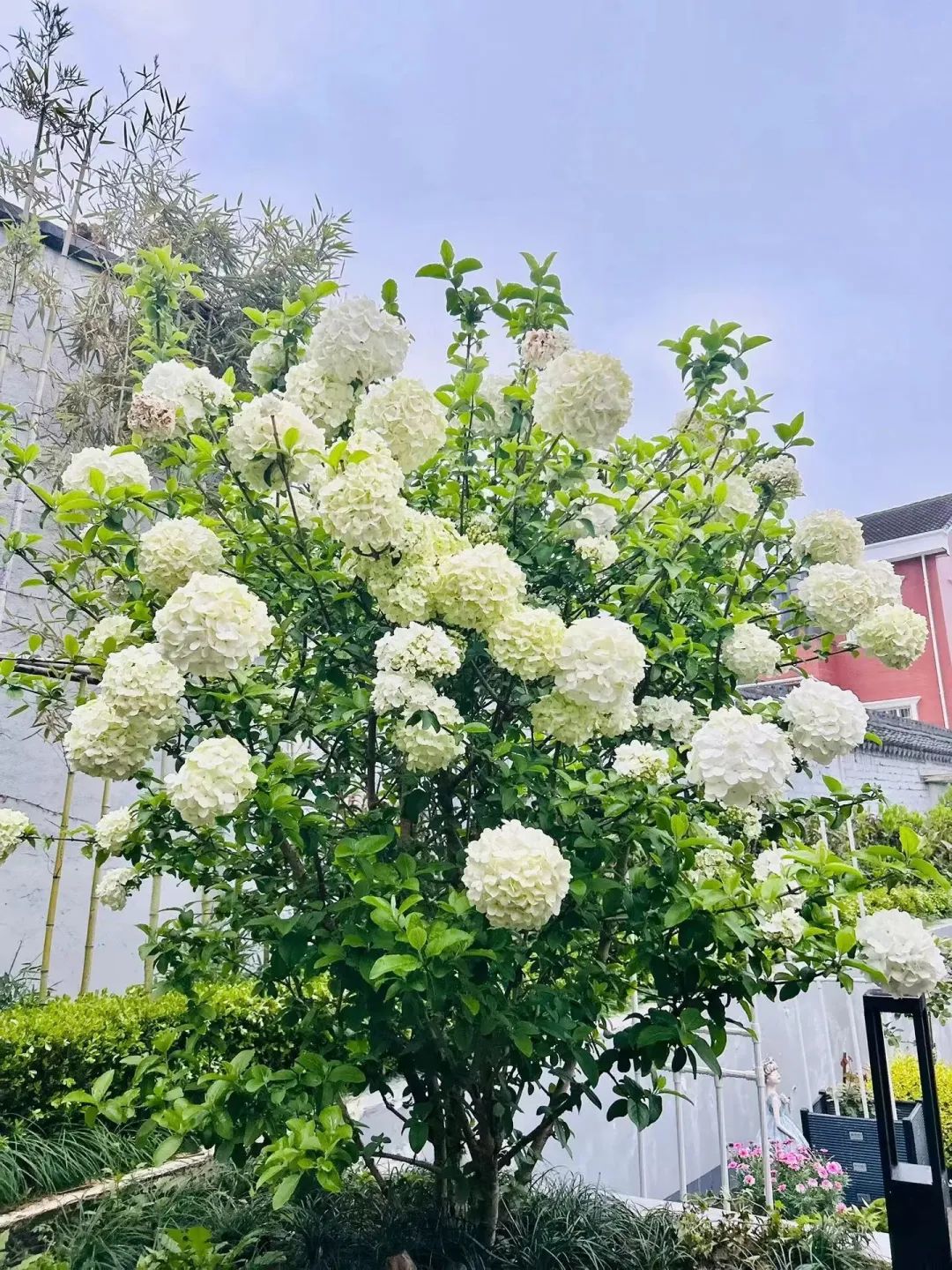 老人们家门口人越多越好是真的吗,门前有三种树家兴人又旺