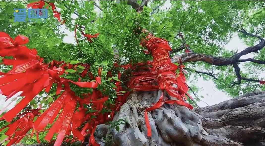 一棵树守护一眼泉一眼泉滋润一棵树