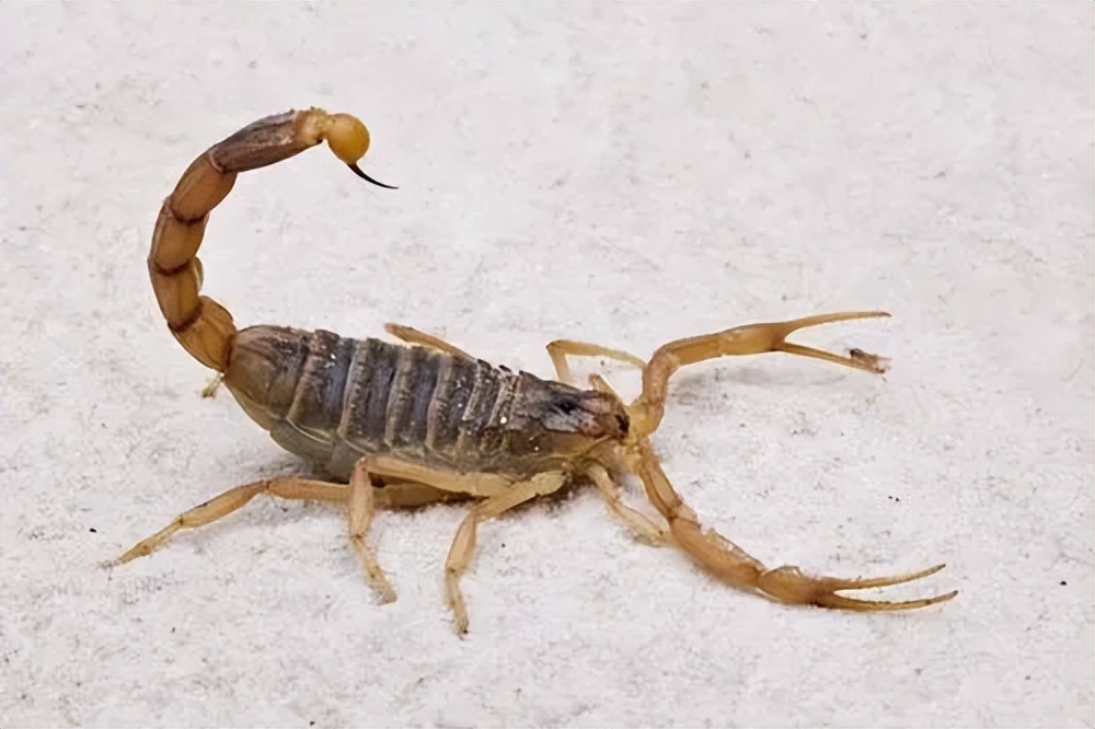 壁虎是益虫吗对人有伤害吗,壁虎毒性不大为什么列为五毒