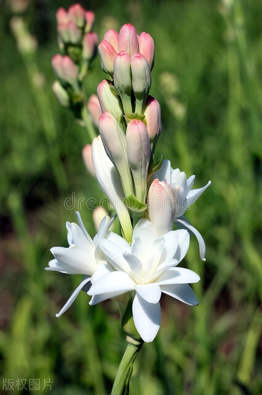 晚香玉怎么种年年开花,晚香玉怎么长得跟草一样