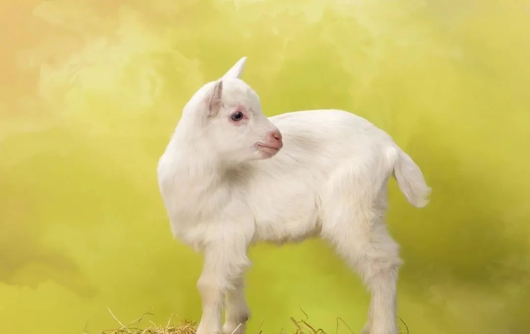 羊配羔后怎样停奶,羊突然瘫软起不来怎么办