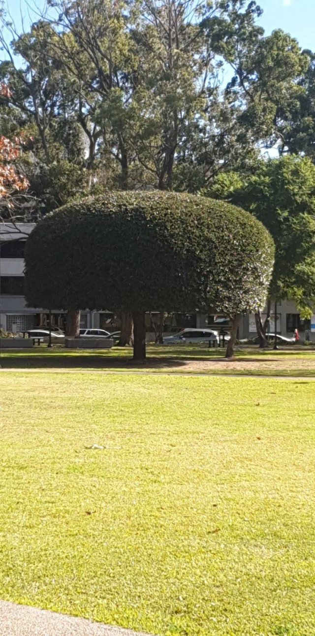 真实大象图片大全可爱,真实野生大象图片