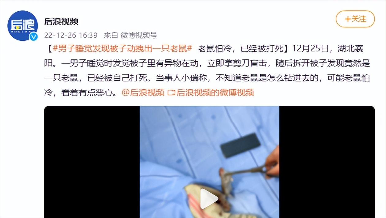 老鼠会爬上床吗,老鼠上床怎么办
