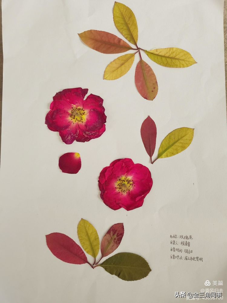 临猗庙上初中推进并践行植物标本课程