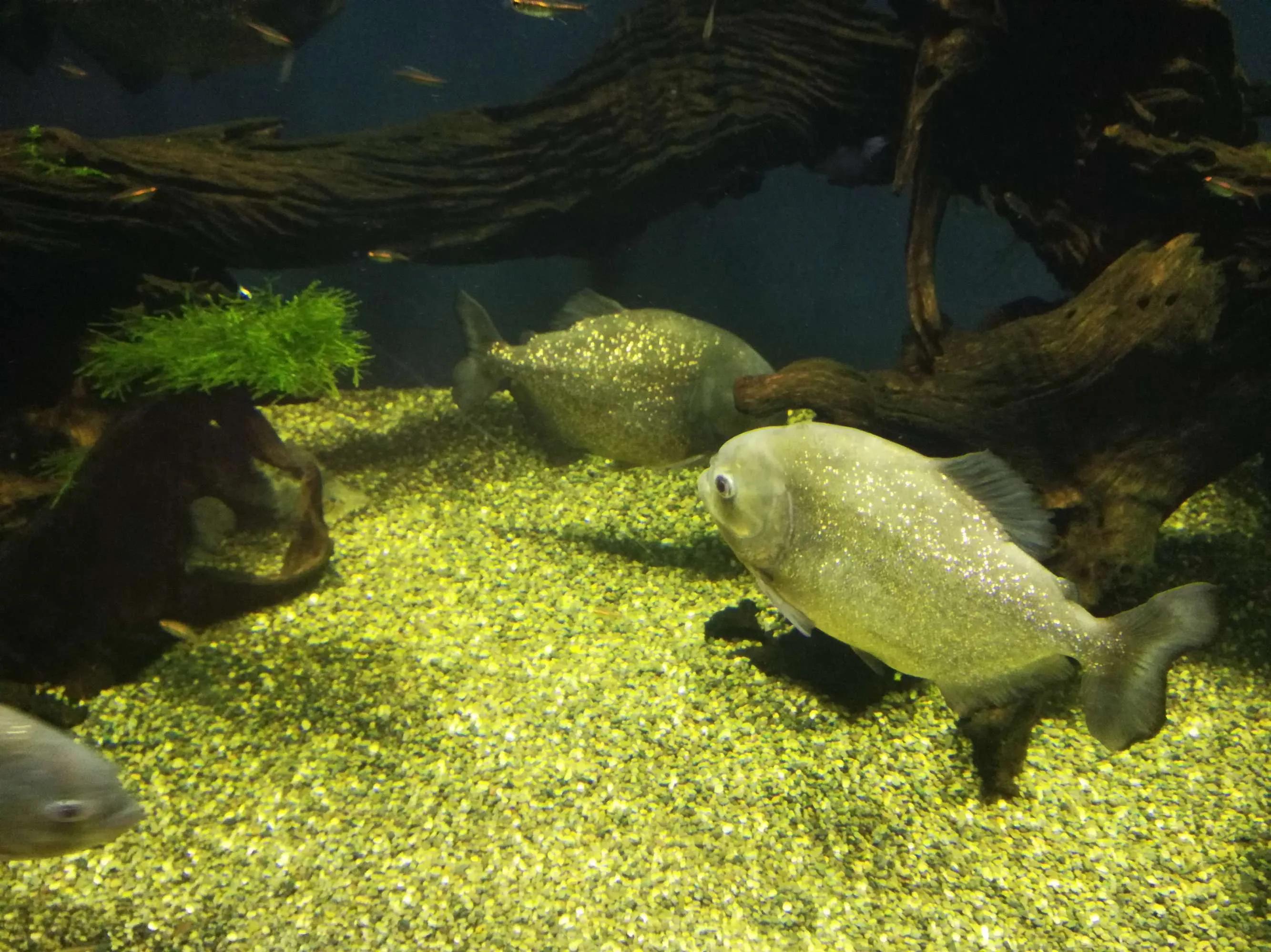 棣栧皵娓歌浣滄枃鐐硅瘎,棣栧皵娓歌涔嬩簩