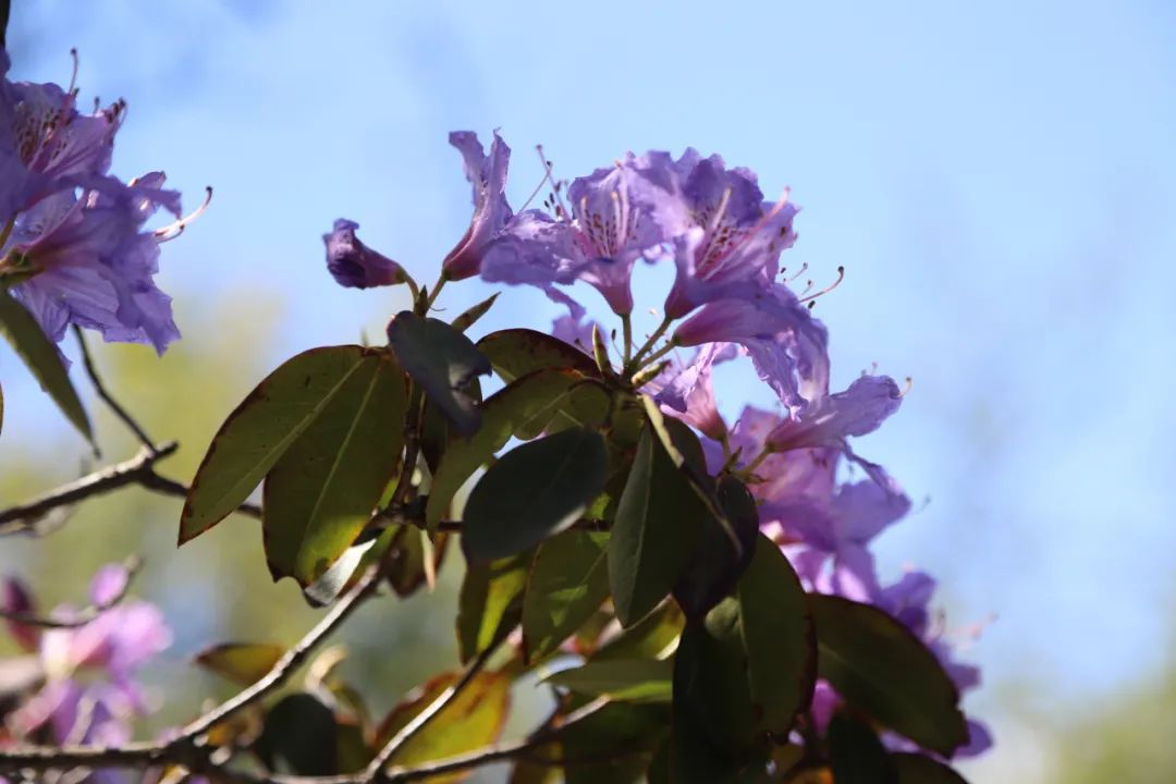 机票价格大跳水错峰出游正当时,错峰出游正当时旅游市场淡季不淡