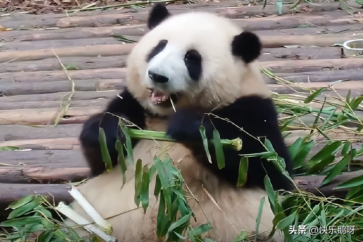 熊猫吃竹子与竹笋的区别,什么样的竹子适合熊猫吃