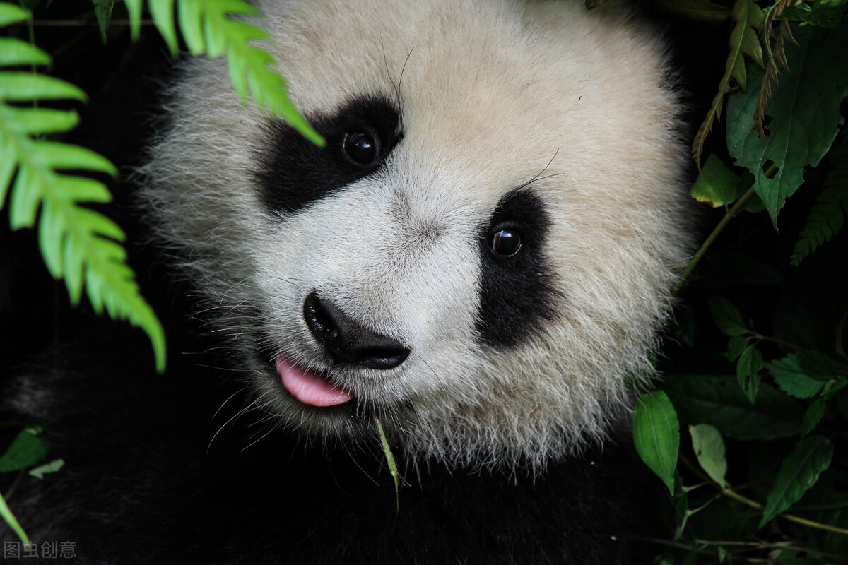 什么宠物好养有意思,这些超可爱的小宠物你养过吗