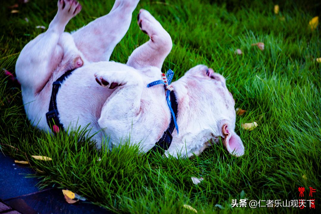 最后的摇曳——只为那绳命的回晃