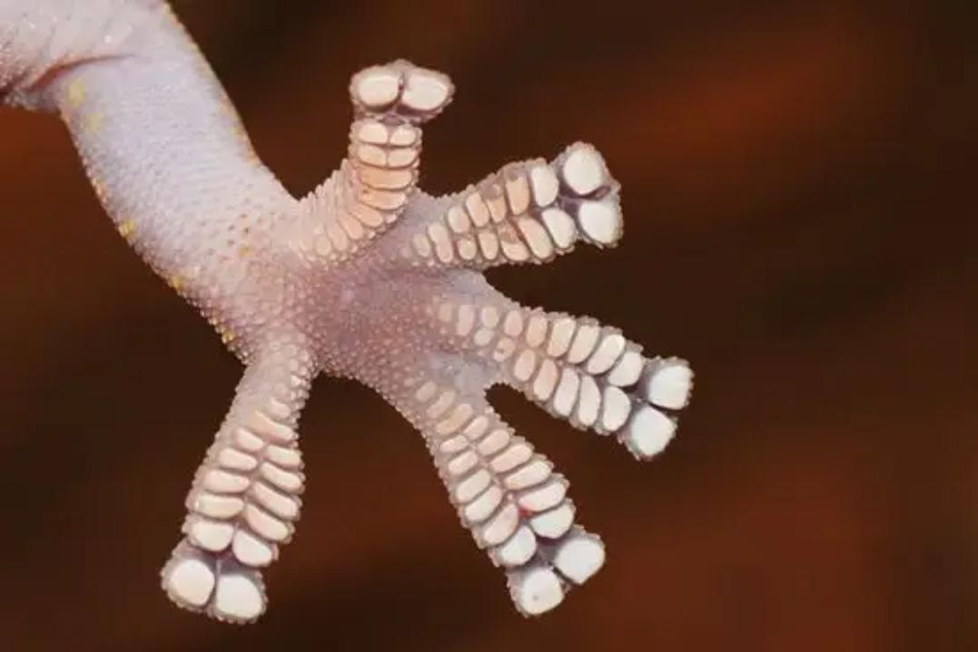 壁虎可怕,壁虎很可怕