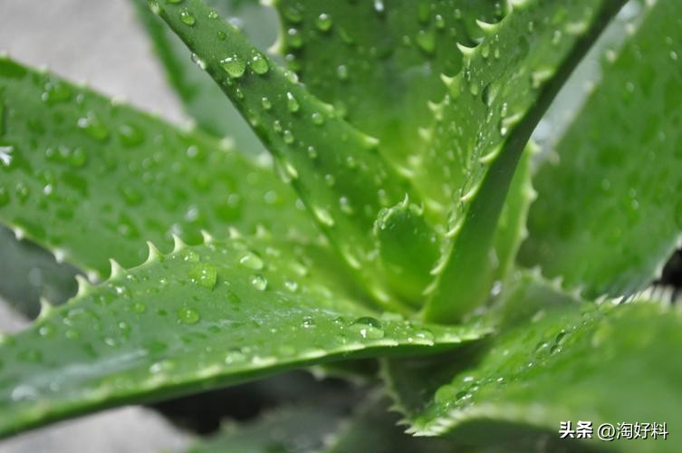 合作养殖鸡骗局,合作养殖鸡苗有上当受骗的吗