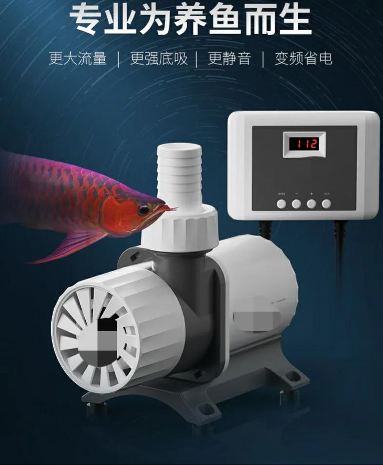 想要养金鱼怎么样才能把金鱼养好,养金鱼的正确方法和注意什么