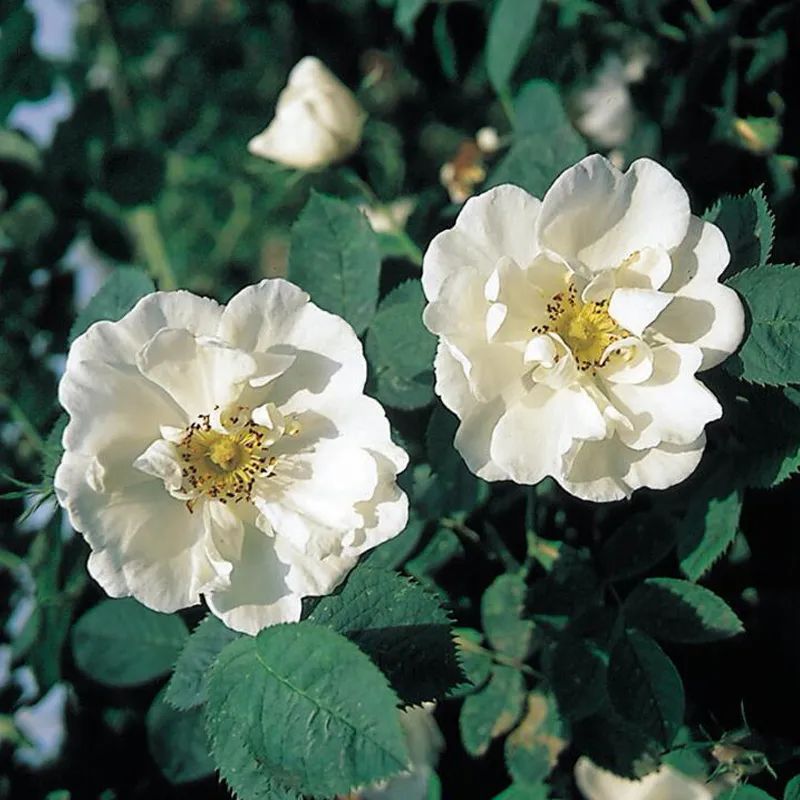 月季花瓣的旋转方向,月季花瓣和玫瑰花瓣的区别