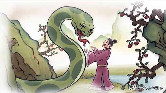 缅甸蟒可以长多长,缅甸蟒平均体长在7米左右