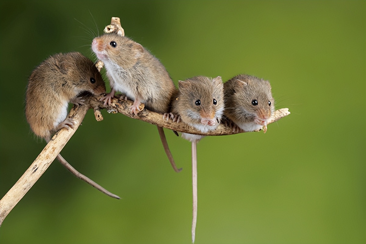 有什么好的办法可以治家里老鼠,老鼠怎么预防和消灭