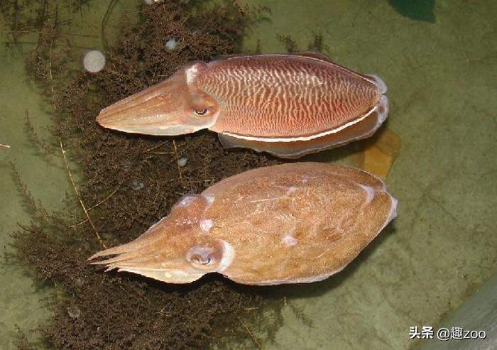 中国海鲜十大排行榜,中国海鲜产品品牌前十名