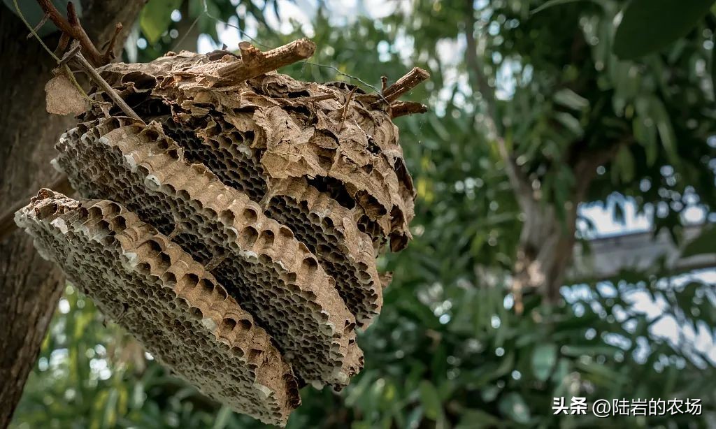 盘点市面五种常见蜂巢