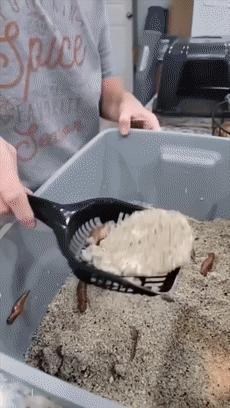 猫咪疯狂的吃猫砂,猫咪吃的猫砂是怎么做的