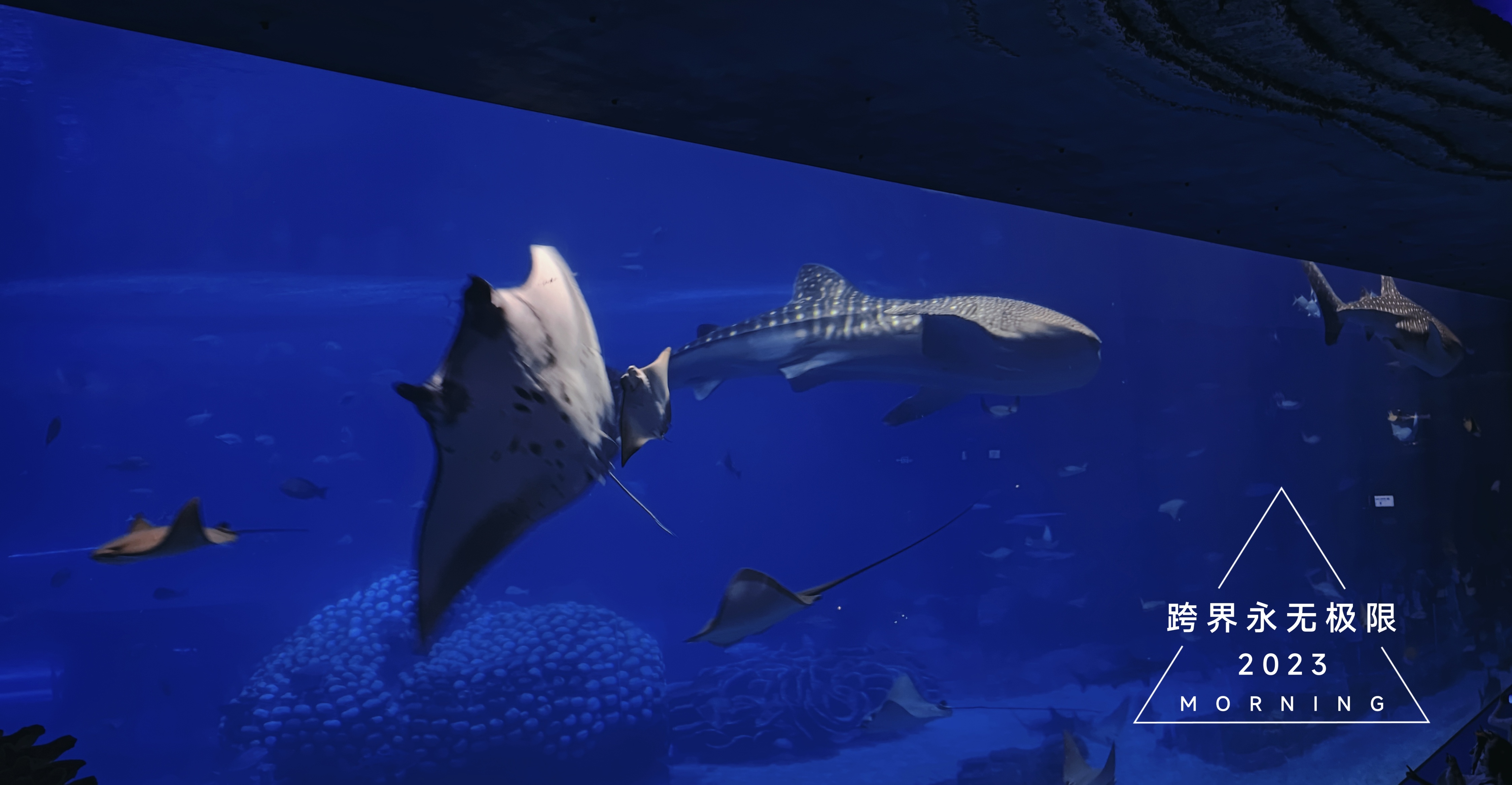 珠海长隆海洋王国鲸鱼,珠海长隆海洋王国门票