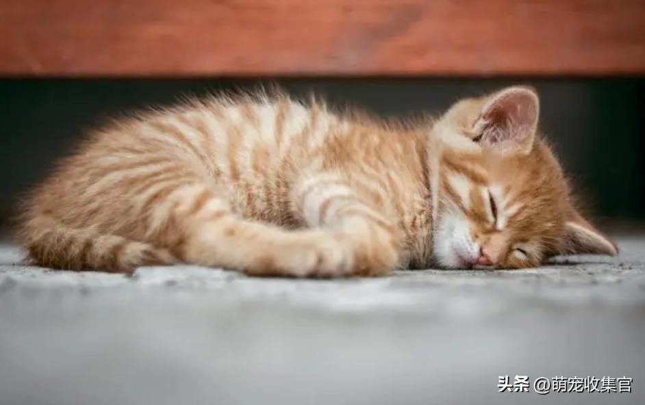 猫咪多少度算发烧?它自己会自愈吗?揭开猫咪的体温之谜!