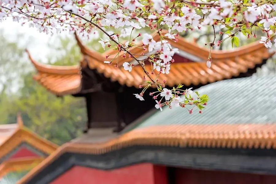 描写春分的古诗名句大全,十首春分诗词带你览尽美好春光