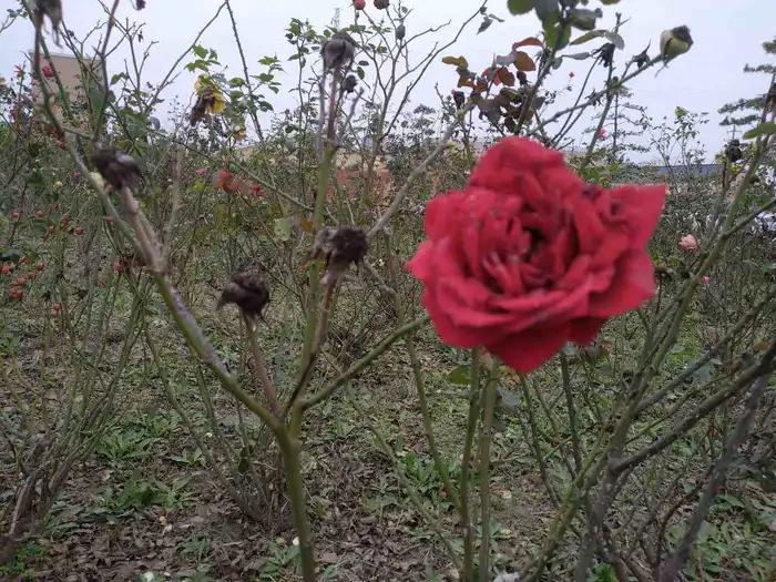 画与景,幼儿长卷画景