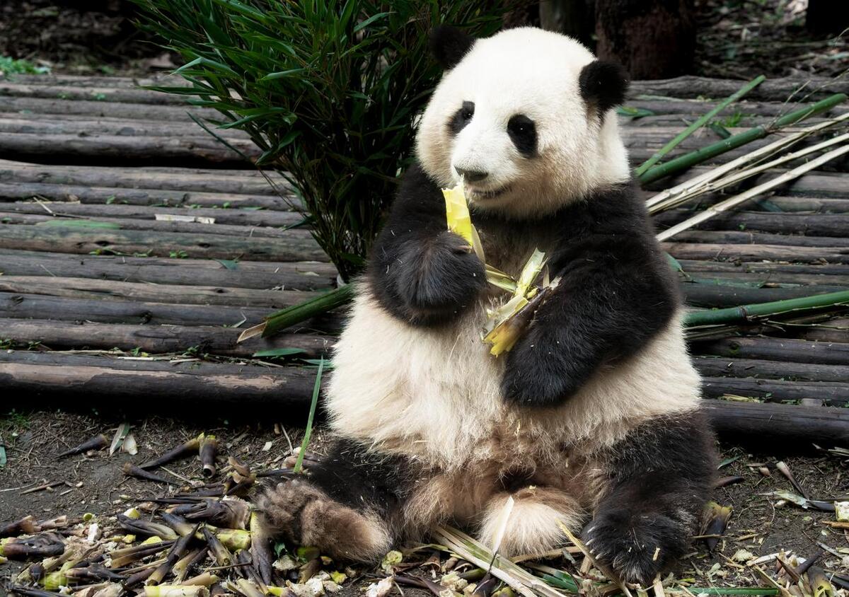 成都不用开车适合旅游的地方,成都旅游攻略必去十个地方自驾游