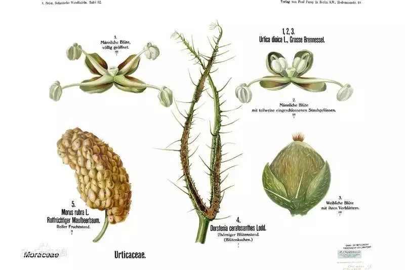 植物识别小口诀，总结的太全了！