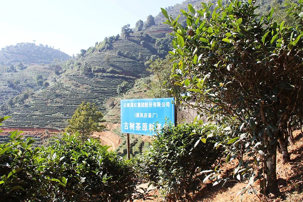 凤牌红茶是滇红集团的吗,滇红集团破产重组后怎么样了