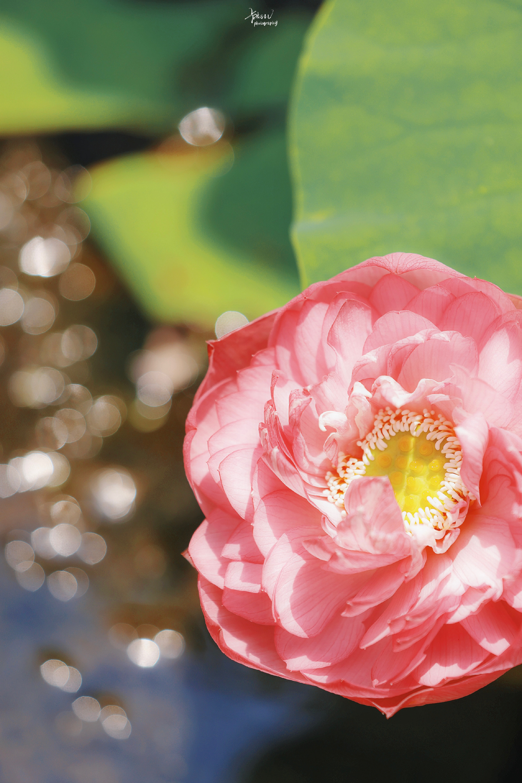 鑽疯姳鎽勫奖浣滃搧鍏ㄩ泦,鑽疯姳鎽勫奖浣滃搧閲戝