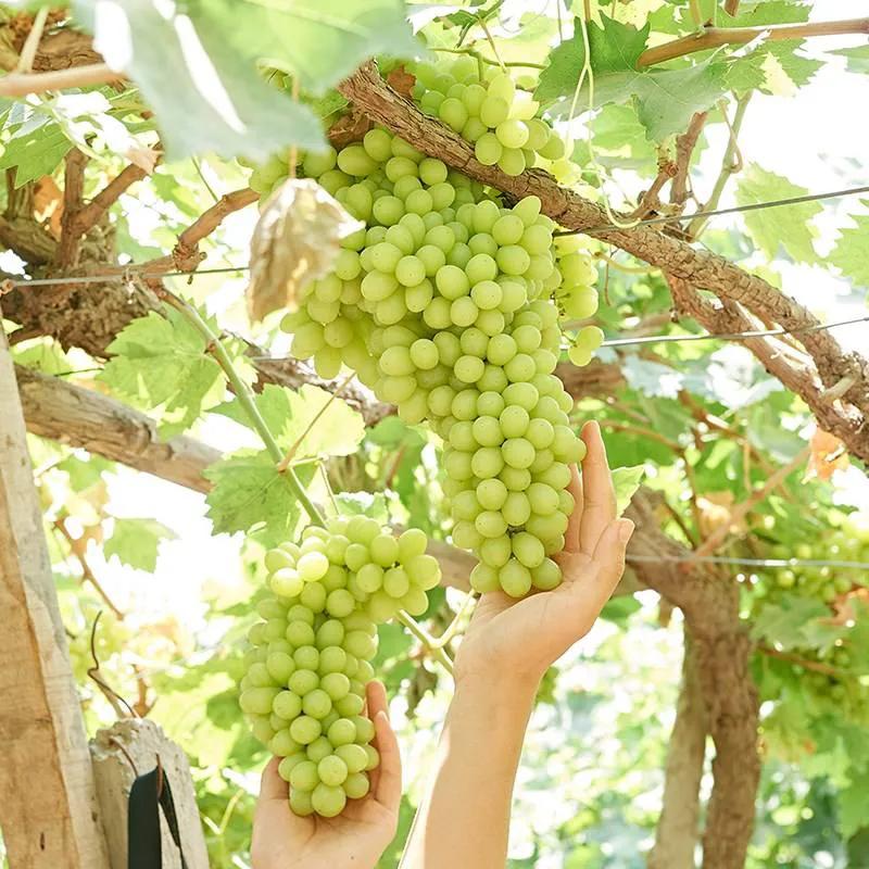 全新疆著名的特产,疆农特产