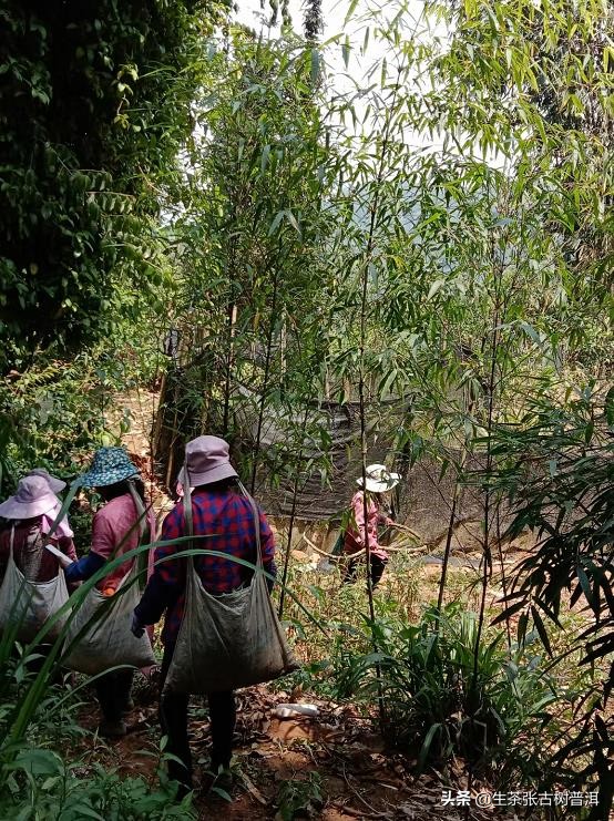 古树普洱茶详细解读,古树普洱茶什么样的好喝