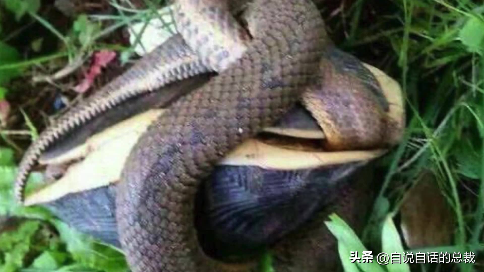 龟蛇大战巨龟视频,罕见别致的龟蛇大战
