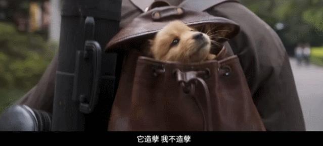 忠犬八公感人,忠犬八公最后30分钟感人片段