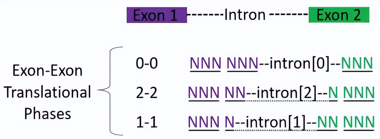 crispr蛋白质定位,crispr蛋白质
