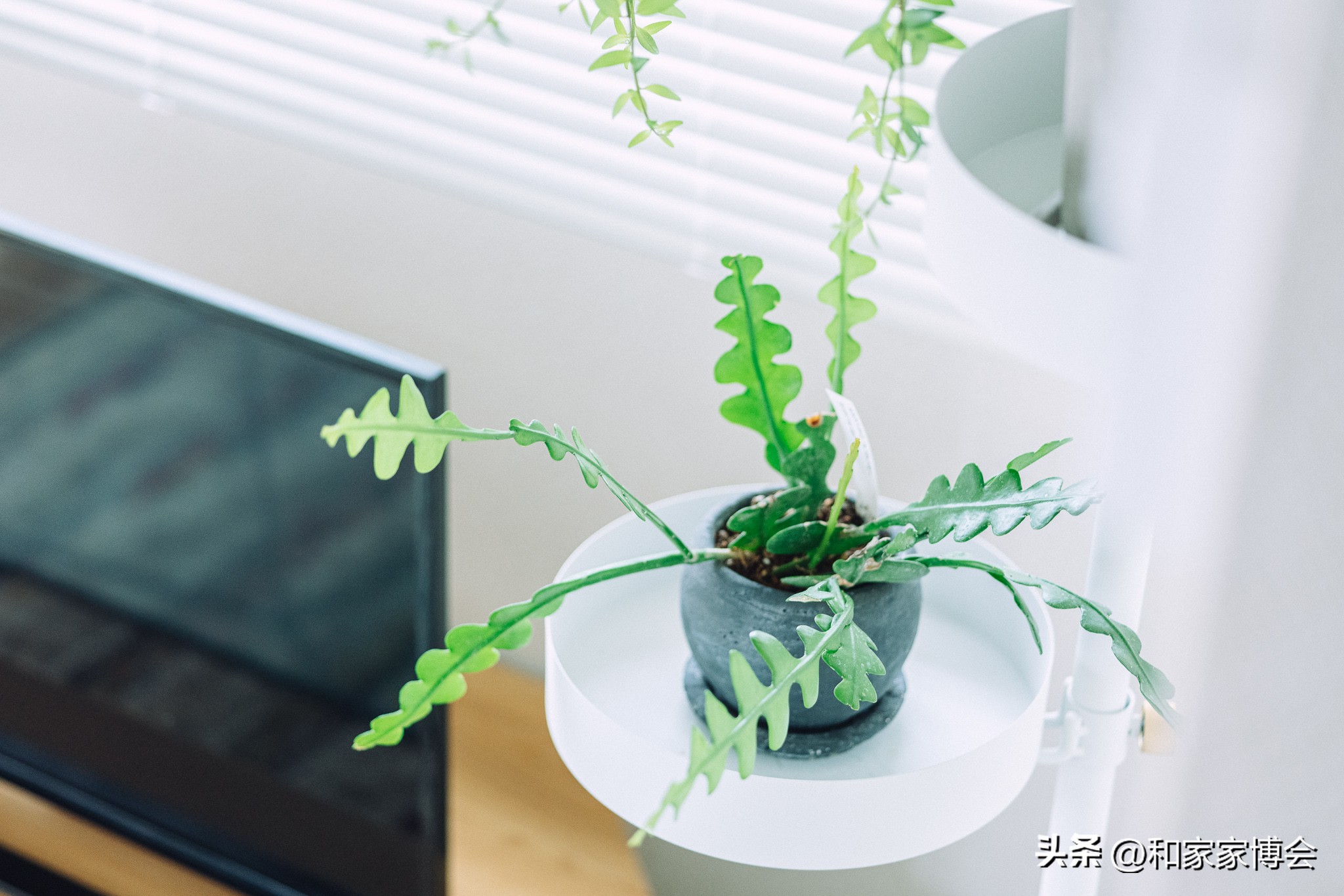 日本房屋设计师的日常,日本设计师在中国设计的房屋