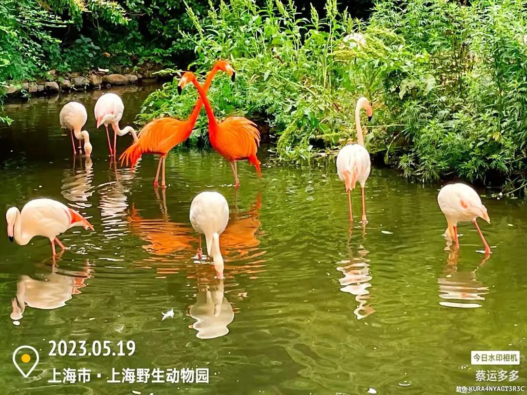 上海野生动物园和上海动物园,上海野生动物园过年营业时间