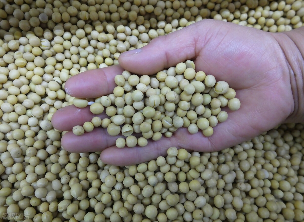 湖北大豆价格最新行情走势,湖北今日大豆价格最新行情