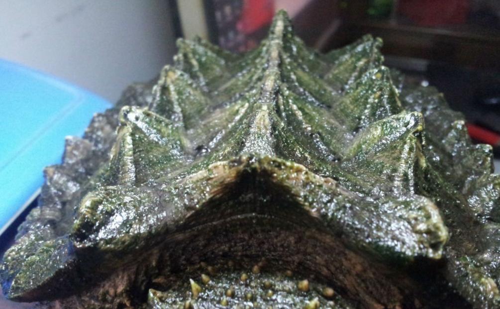 江苏男子花530万买下3只受伤乌龟,放生鳄鱼龟危害