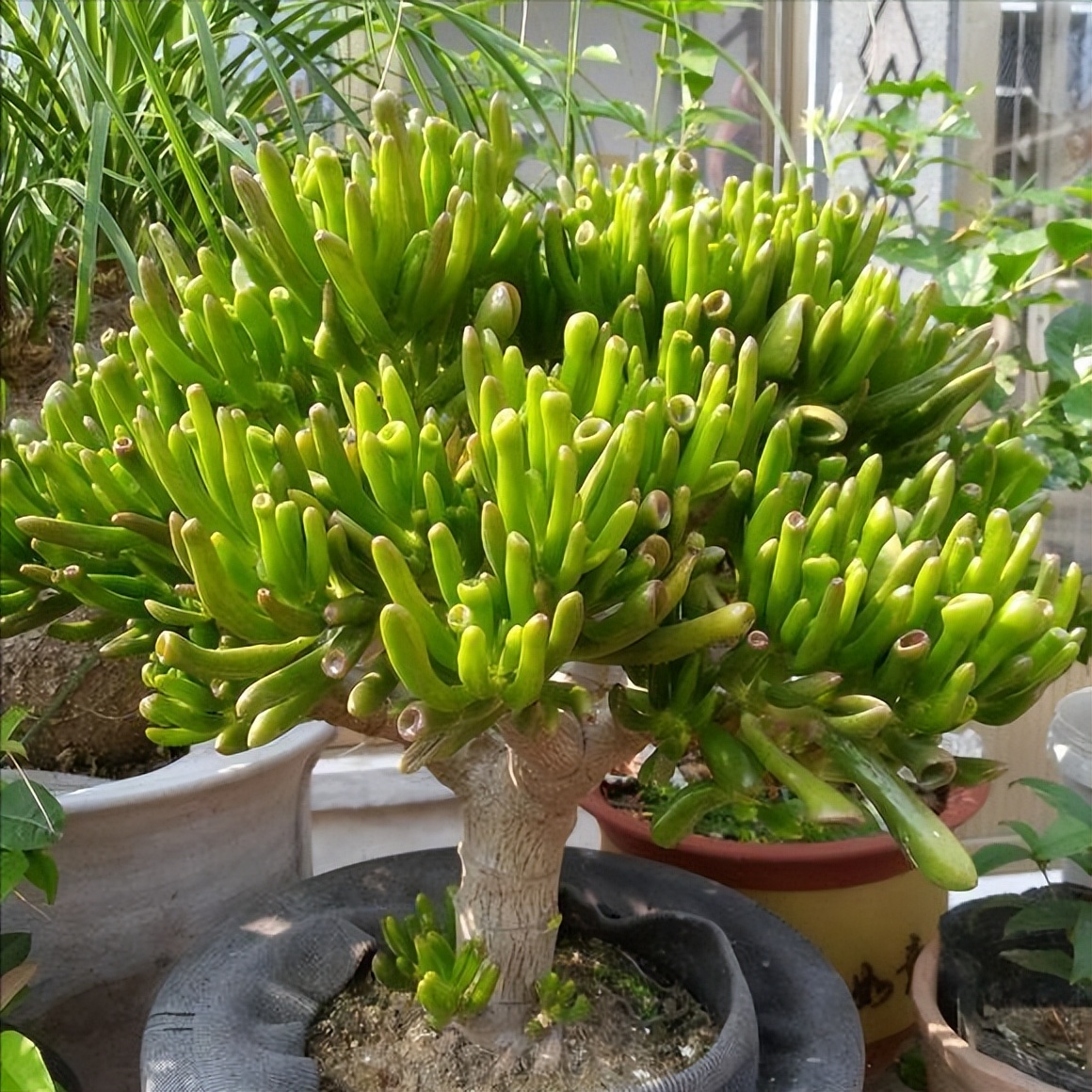 养什么花老桩值钱,这些花养成老桩就值钱了