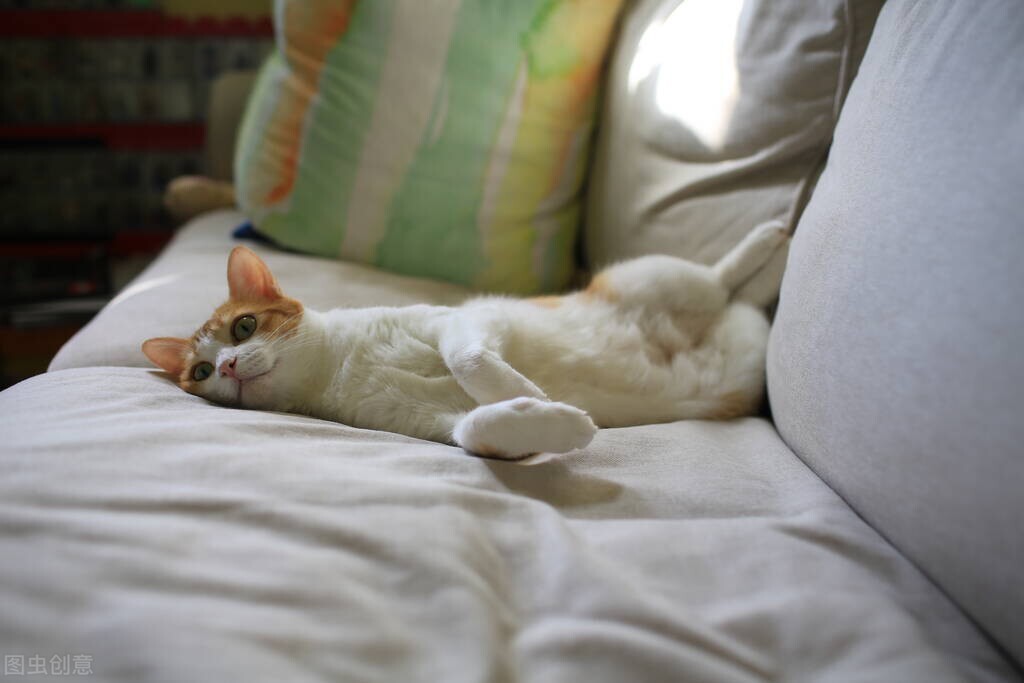 宠物猫雾化用的是什么药,养猫必备雾化吗