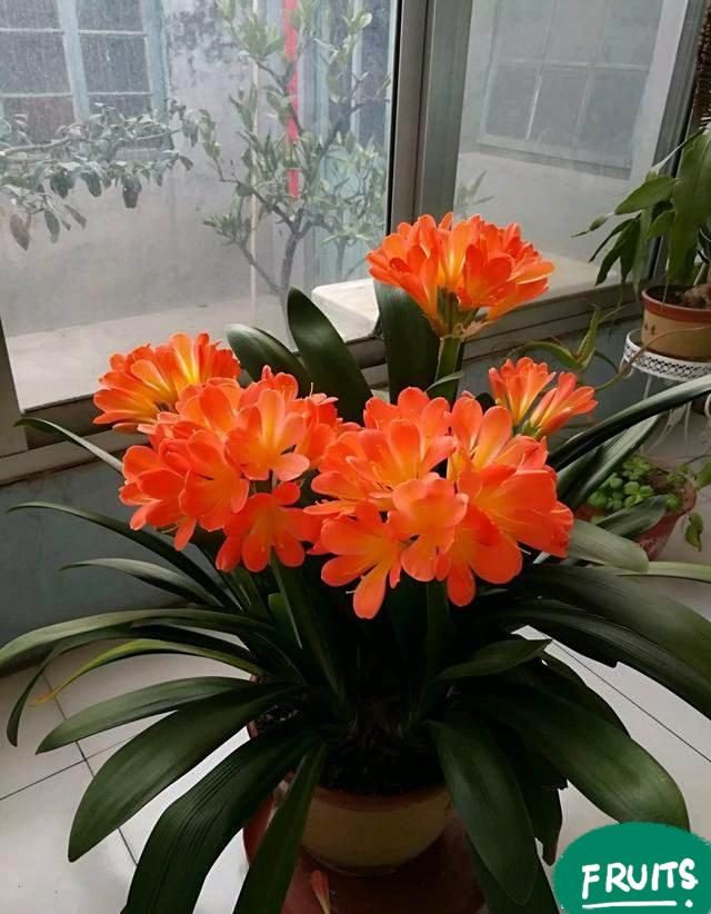 代表富贵吉祥的花草,有寓意的花草名